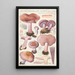 Rhodopaxillus nudus Bull Maire Tricholoma nudum Fr - Hans Baldung — kehystetty taideteos seinällä