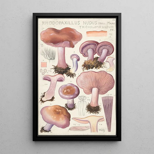 Rhodopaxillus nudus Bull Maire Tricholoma nudum Fr - Hans Baldung — kehystetty taideteos seinällä