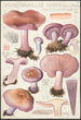 Rhodopaxillus nudus Bull Maire Tricholoma nudum Fr - Hans Baldung — näkymä teoksesta