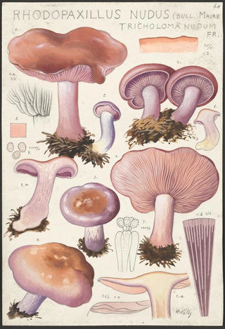 Hans Walty - Rhodopaxillus nudus Bull Maire Tricholoma nudum Fr.webp
