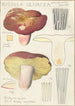 Russula olivacea - Hans Baldung — näkymä teoksesta