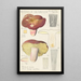 Russula olivacea - Hans Baldung — kehystetty taideteos seinällä
