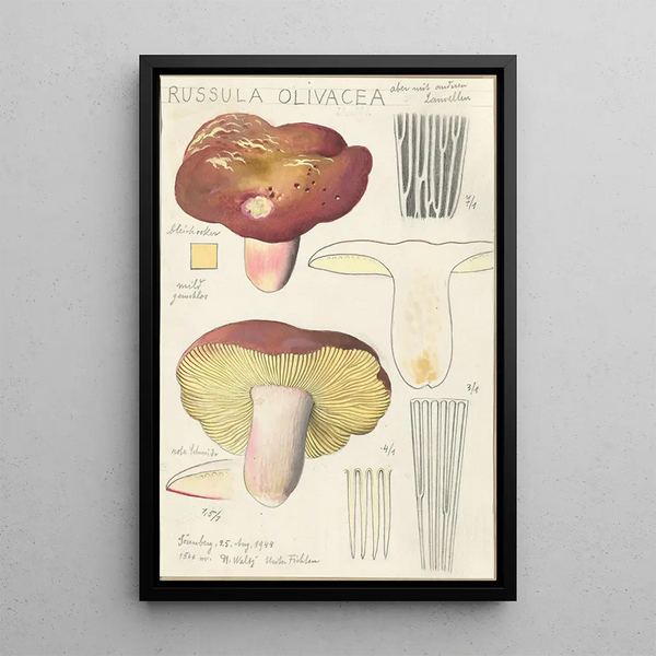 Russula olivacea - Hans Baldung — kehystetty taideteos seinällä
