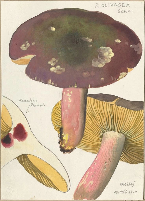 Russula olivacea schff - Hans Baldung — kehystetty taideteos seinällä