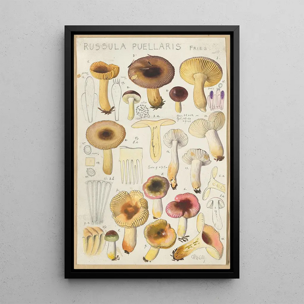 Russula puellaries - Hans Baldung — kehystetty taideteos seinällä