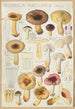Russula puellaries - Hans Baldung — näkymä teoksesta