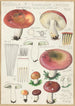 Russula seperina - Hans Baldung — näkymä teoksesta
