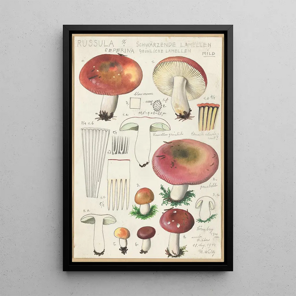 Russula seperina - Hans Baldung — kehystetty taideteos seinällä