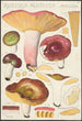 Russula alutacea Persoon - Hans Baldung — näkymä teoksesta