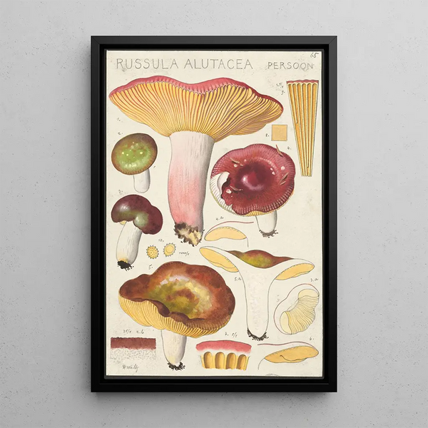 Russula alutacea Persoon - Hans Baldung — kehystetty taideteos seinällä