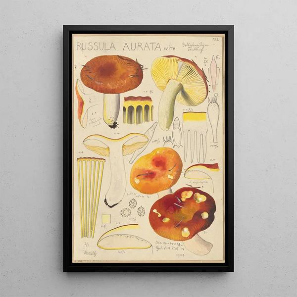 Russula aurata - Hans Baldung — kehystetty taideteos seinällä