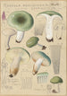 Russula aureginea - Hans Baldung — näkymä teoksesta
