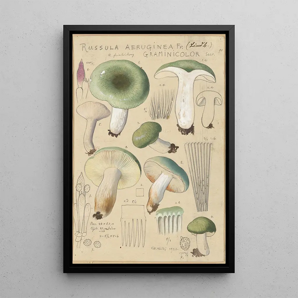 Russula aureginea - Hans Baldung — kehystetty taideteos seinällä