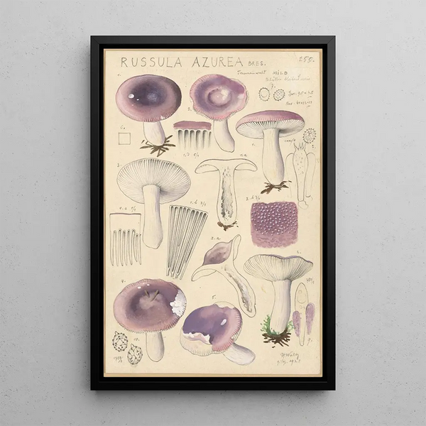 Russula azurea - Hans Baldung — kehystetty taideteos seinällä