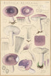 Russula azurea - Hans Baldung — näkymä teoksesta