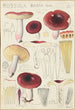 Russula badia - Hans Baldung — näkymä teoksesta