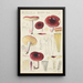 Russula badia - Hans Baldung — kehystetty taideteos seinällä