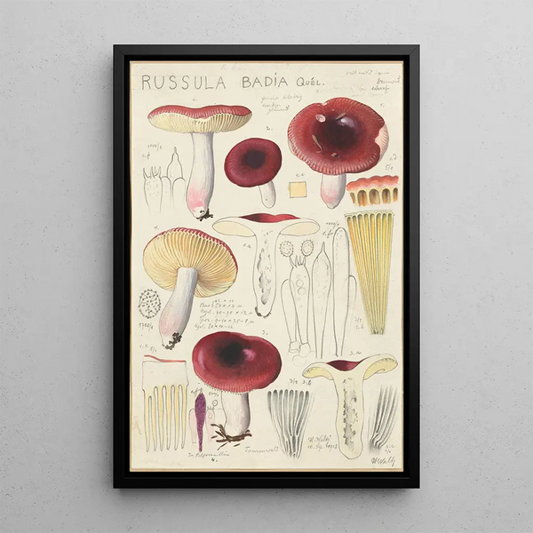 Russula badia - Hans Baldung — kehystetty taideteos seinällä