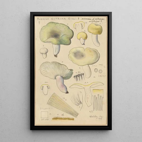 Russula citrina Gill - Hans Baldung — kehystetty taideteos seinällä