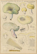 Russula citrina Gill - Hans Baldung — näkymä teoksesta