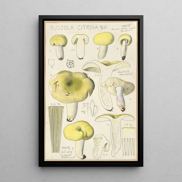 Russula citrina - Hans Baldung — kehystetty taideteos seinällä