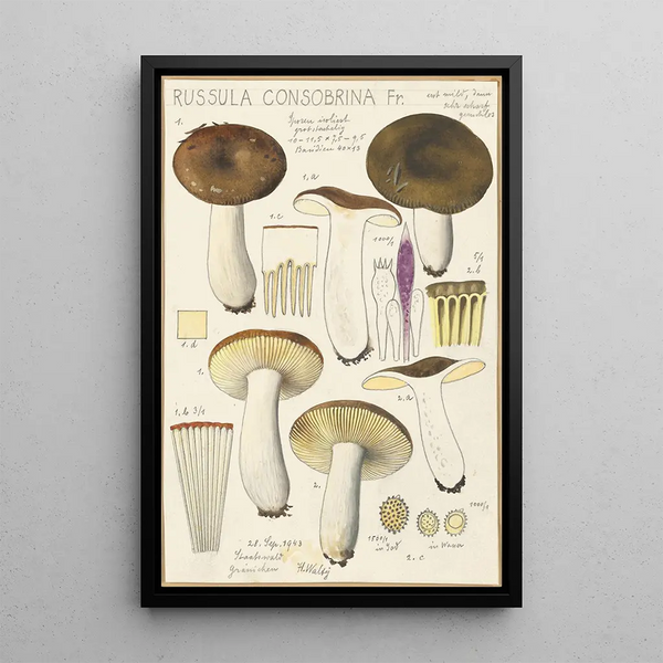 Russula consobrina - Hans Baldung — kehystetty taideteos seinällä