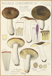 Russula consobrina - Hans Baldung — näkymä teoksesta