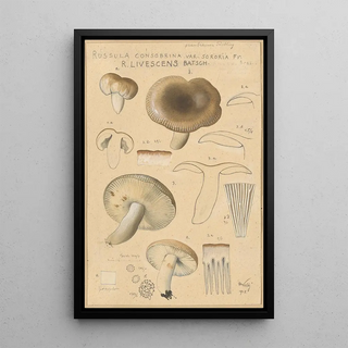 Hans Walty - Russula consobrina var sororia.webp