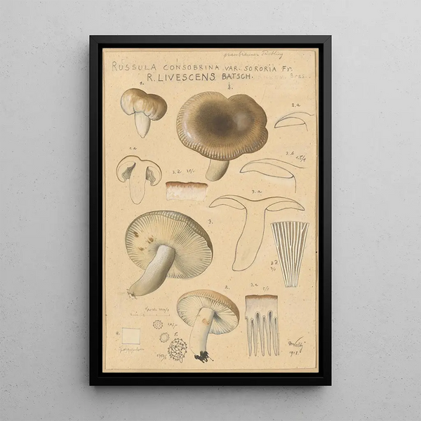 Russula consobrina var sororia - Hans Baldung — kehystetty taideteos seinällä