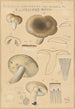 Russula consobrina var sororia - Hans Baldung — näkymä teoksesta
