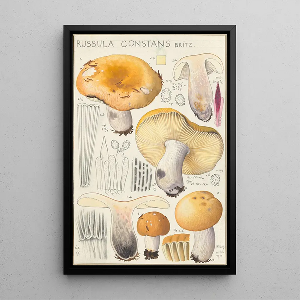 Russula constans - Hans Baldung — kehystetty taideteos seinällä