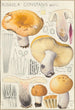 Russula constans - Hans Baldung — näkymä teoksesta