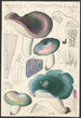 Russula cyanoxantha Schaeffer - Hans Baldung — näkymä teoksesta