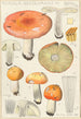 Russula decolorans - Hans Baldung — näkymä teoksesta