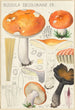 Russula decolorans Fr - Hans Baldung — näkymä teoksesta
