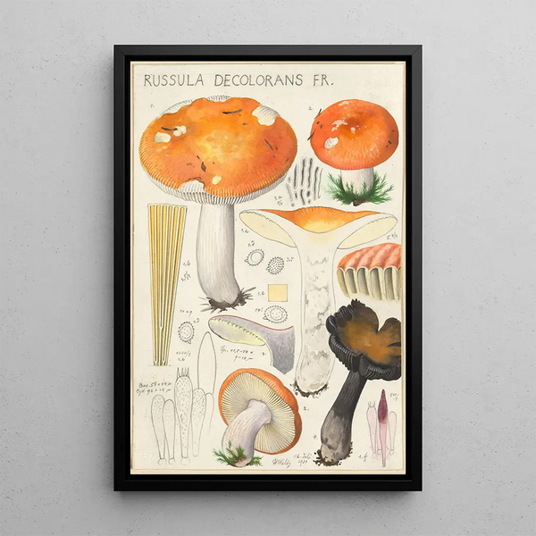 Russula decolorans Fr - Hans Baldung — kehystetty taideteos seinällä