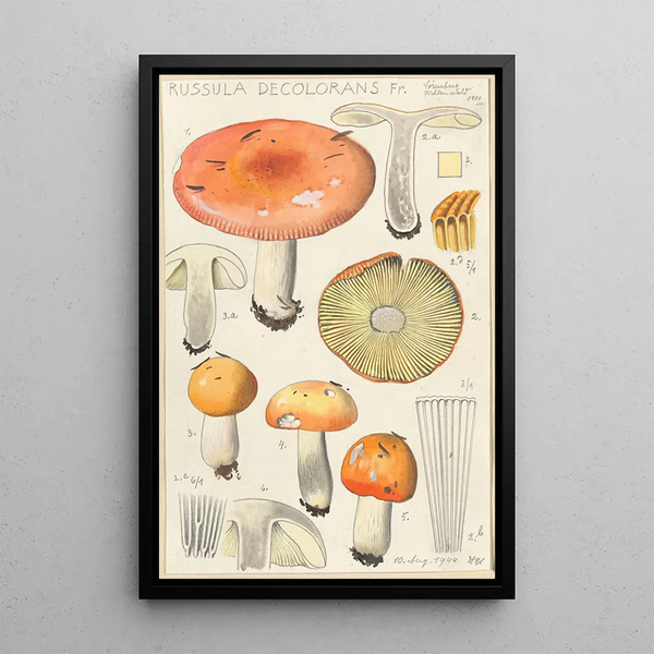 Russula decolorans - Hans Baldung — kehystetty taideteos seinällä