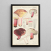 Russula depallens - Hans Baldung — kehystetty taideteos seinällä
