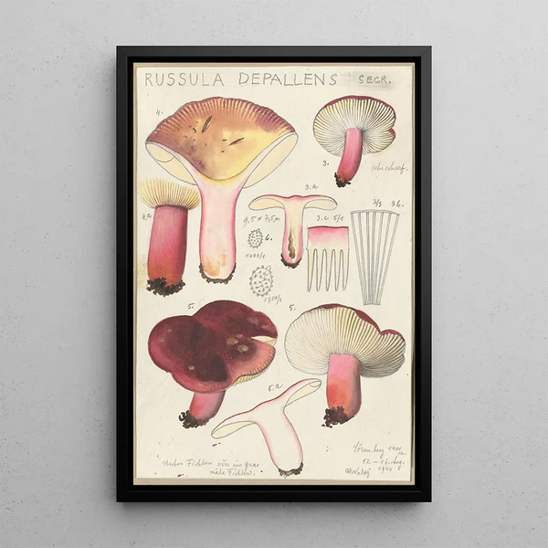 Russula depallens - Hans Baldung — kehystetty taideteos seinällä