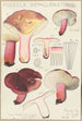 Russula depallens - Hans Baldung — näkymä teoksesta