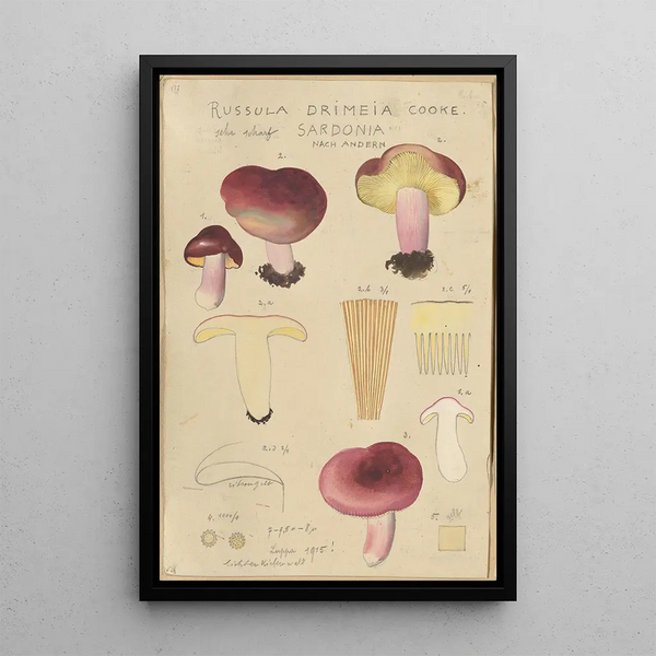 Russula drimeia - Hans Baldung — kehystetty taideteos seinällä