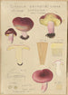 Russula drimeia - Hans Baldung — näkymä teoksesta