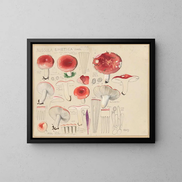 Russula emetica - Hans Baldung — kehystetty taideteos seinällä