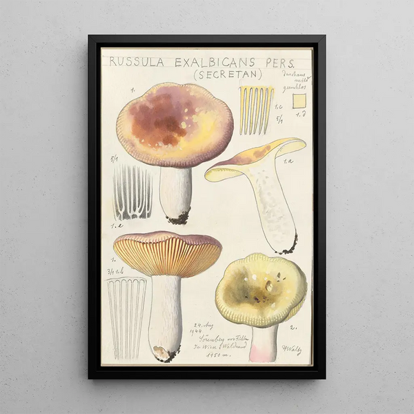 Russula exalbicans - Hans Baldung — kehystetty taideteos seinällä