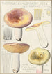 Russula exalbicans - Hans Baldung — näkymä teoksesta