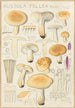 Russula fellea - Hans Baldung — näkymä teoksesta