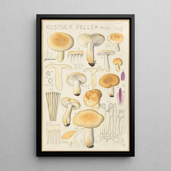 Russula fellea - Hans Baldung — kehystetty taideteos seinällä