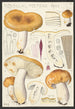 Russula foetens Pers - Hans Baldung — näkymä teoksesta