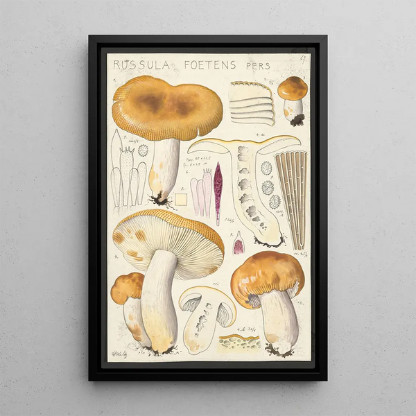 Russula foetens Pers - Hans Baldung — kehystetty taideteos seinällä
