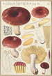 Russula integra - Hans Baldung — näkymä teoksesta